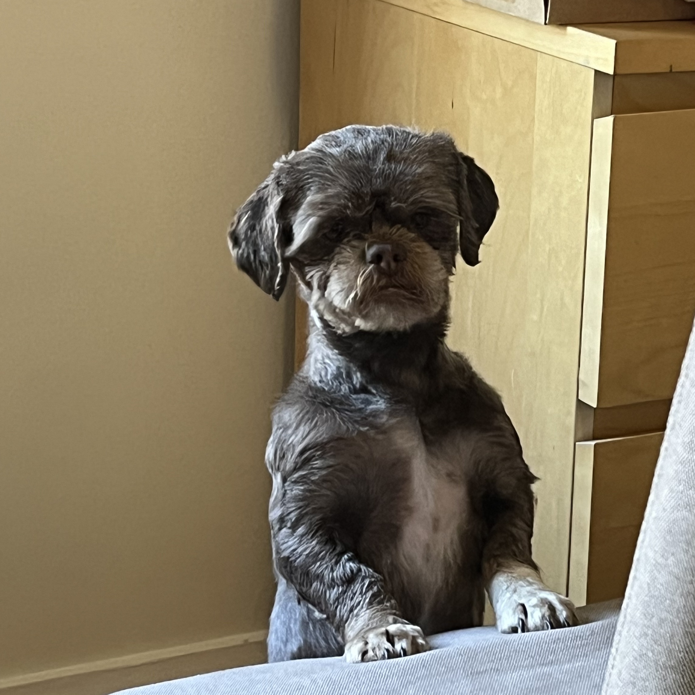 Emily: Needs Sponsors!, Adoptable, Adult Female Shih Tzu.