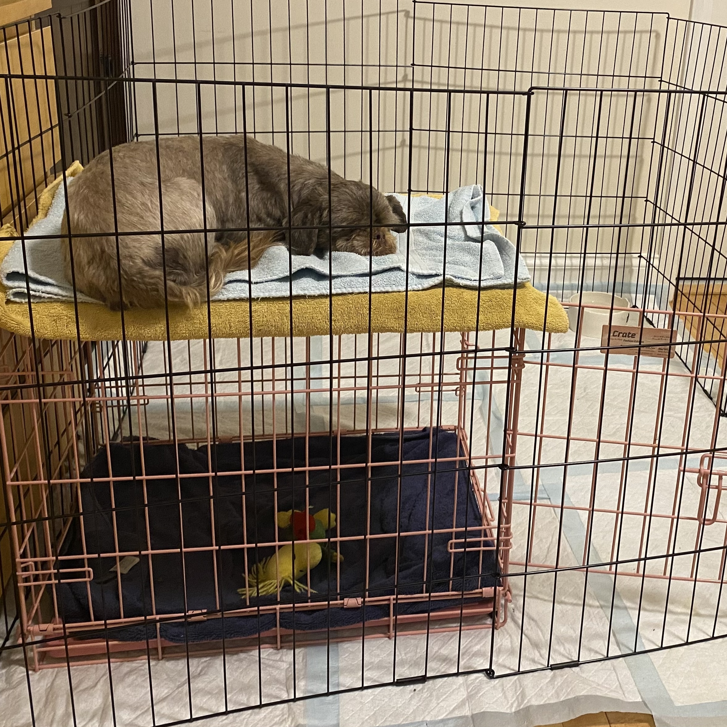 Emily: Needs Sponsors!