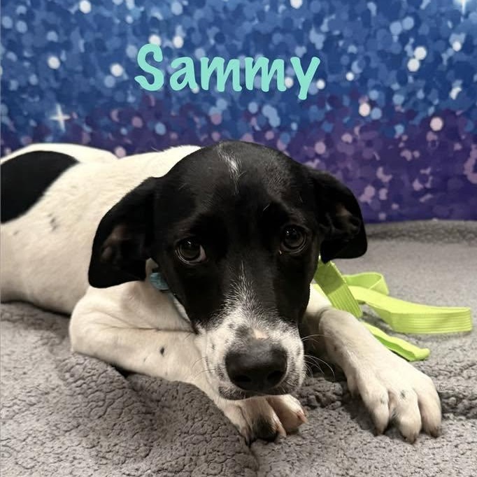 Sammy, Adoptable, Puppy Male Hound.