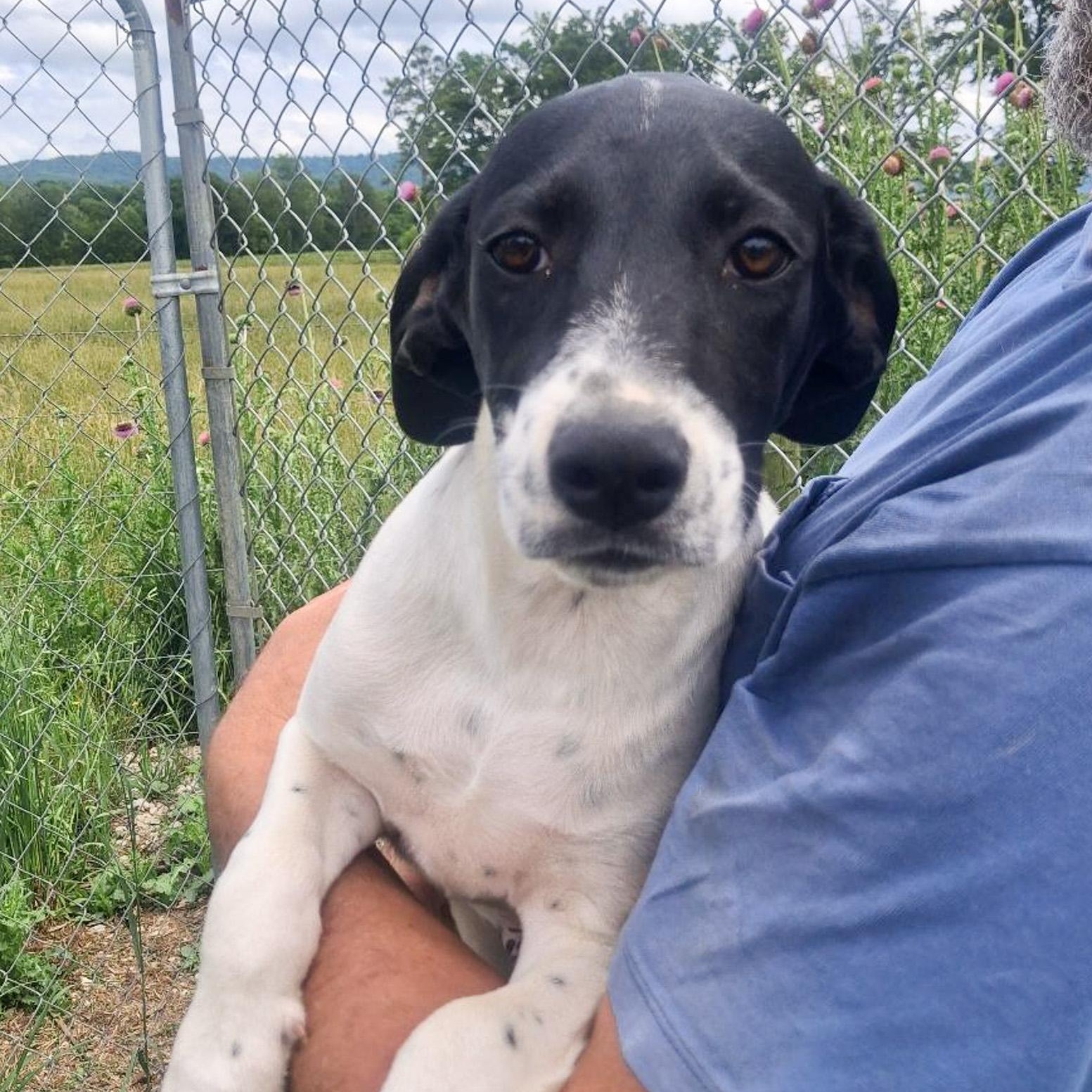 Enlarge Sammy, a Adoptable mixed breed in Albany, NY image 1/1