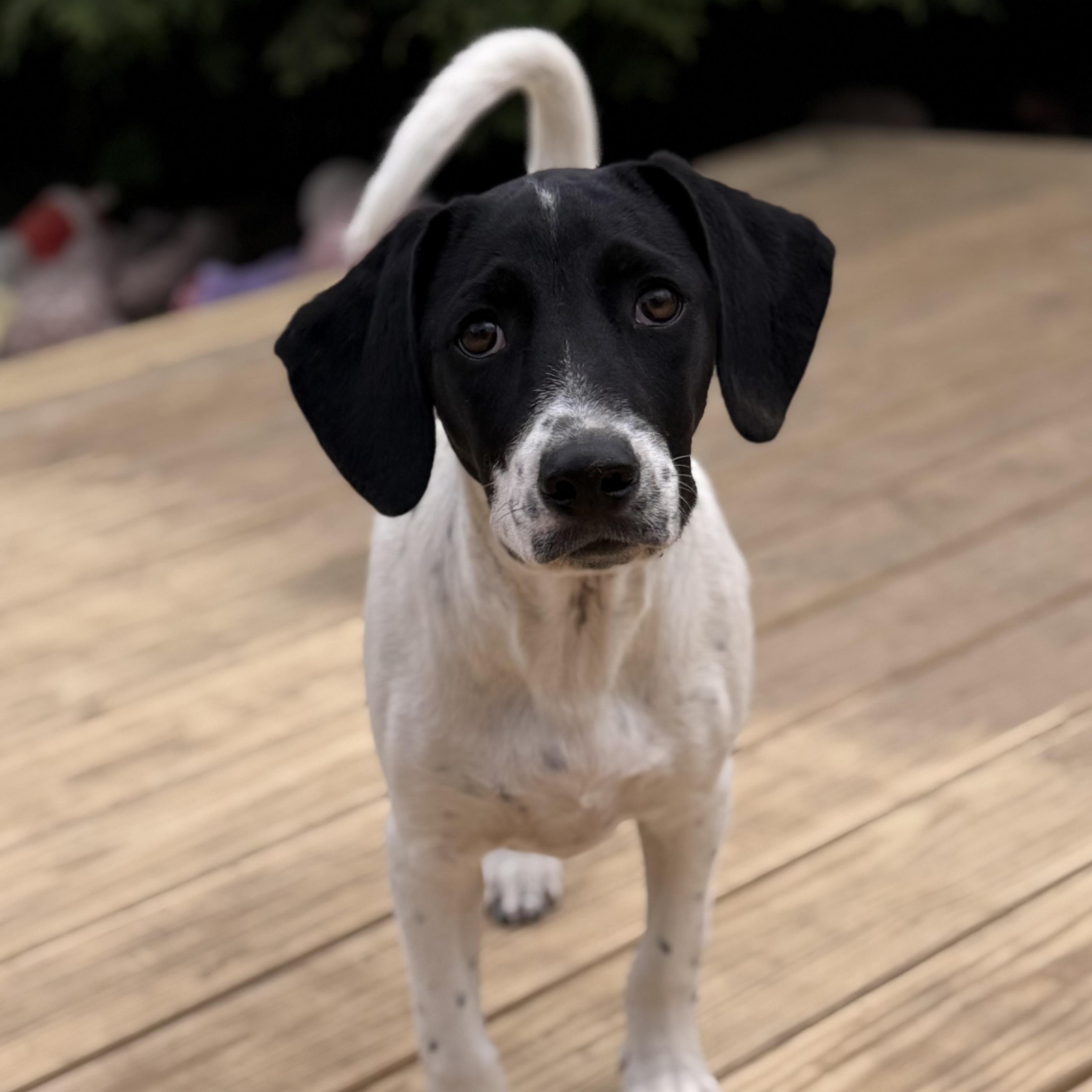 Sammy, Adoptable, Puppy Male Hound.