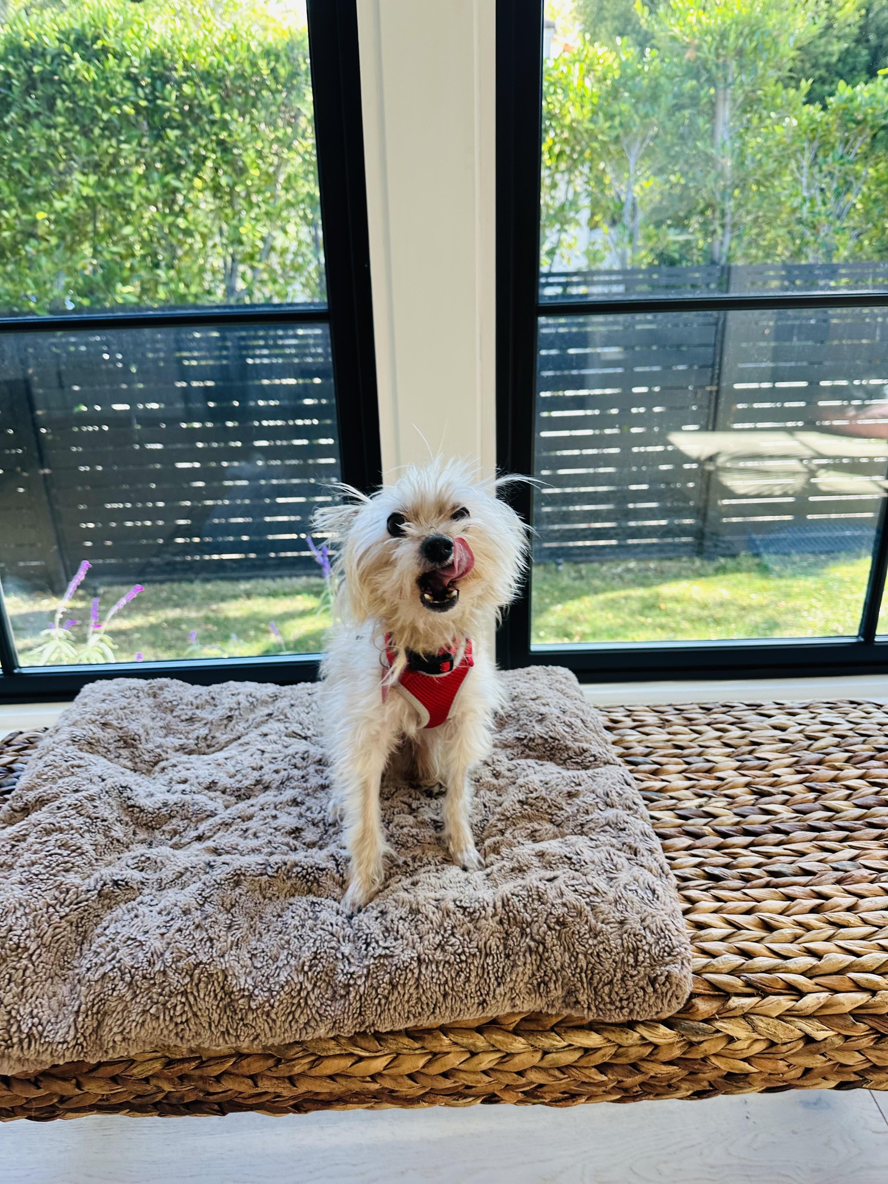 Chip, a Adoptable mixed breed in Los Angeles, CA image 1/6