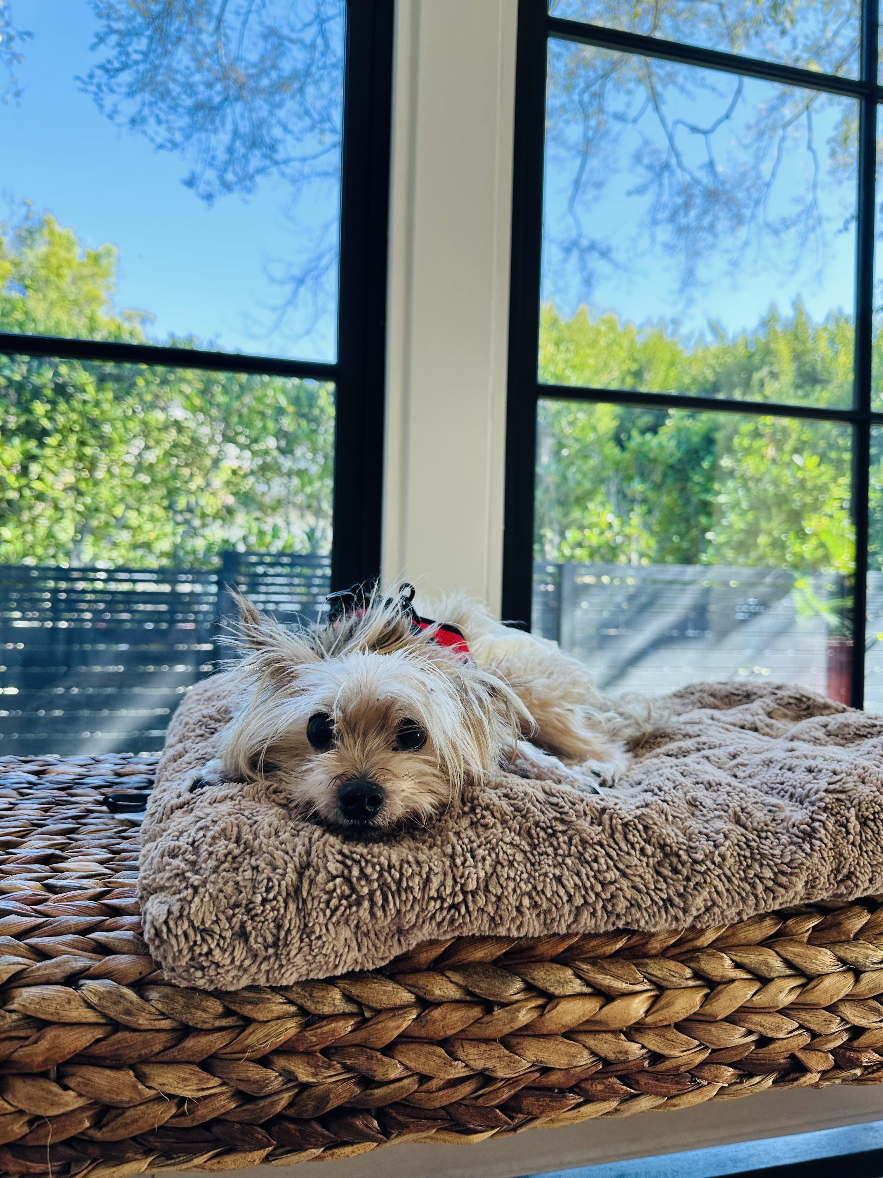 Chip, a Adoptable mixed breed in Los Angeles, CA image 2/6