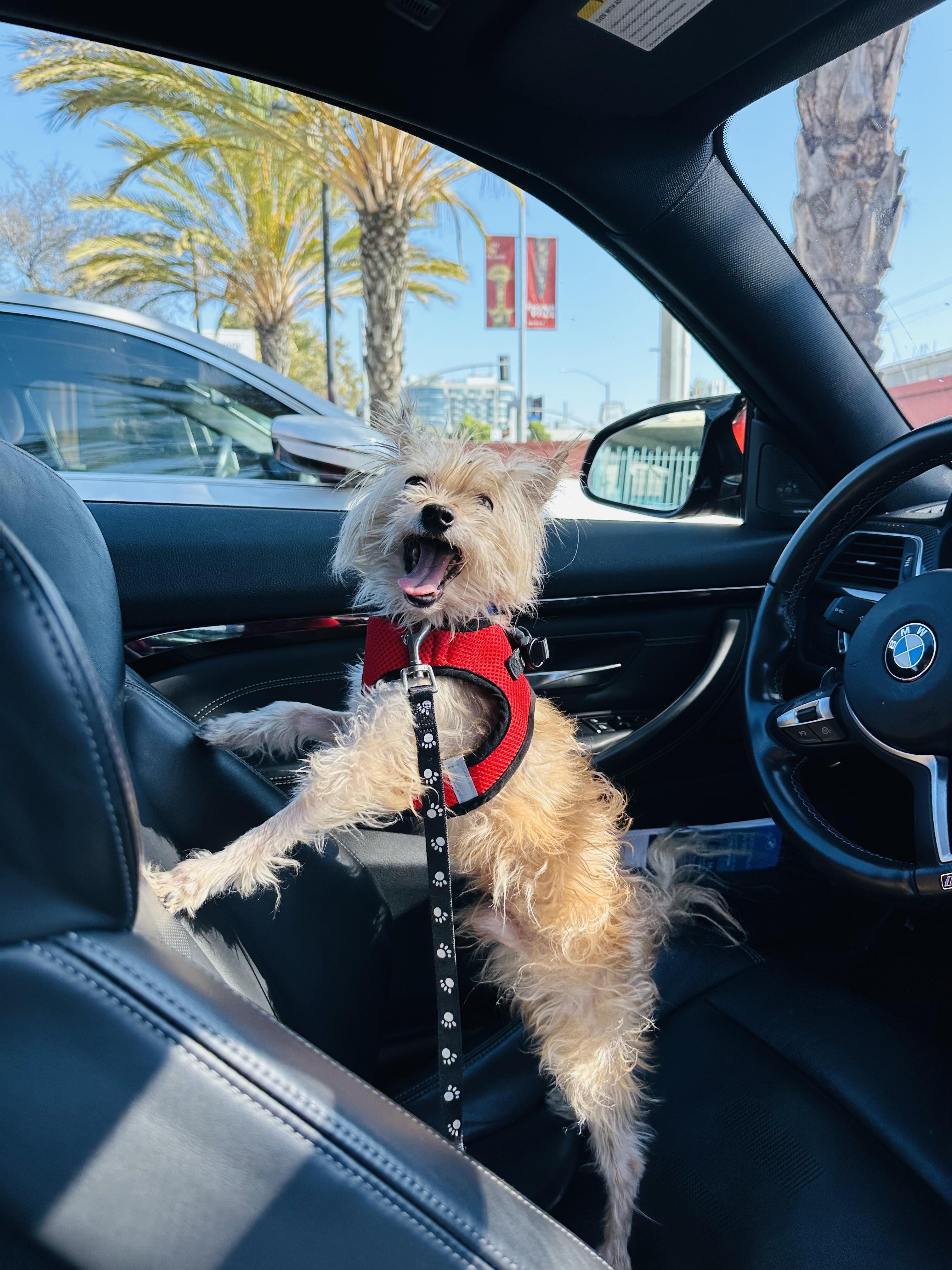 Chip, a Adoptable mixed breed in Los Angeles, CA image 3/6