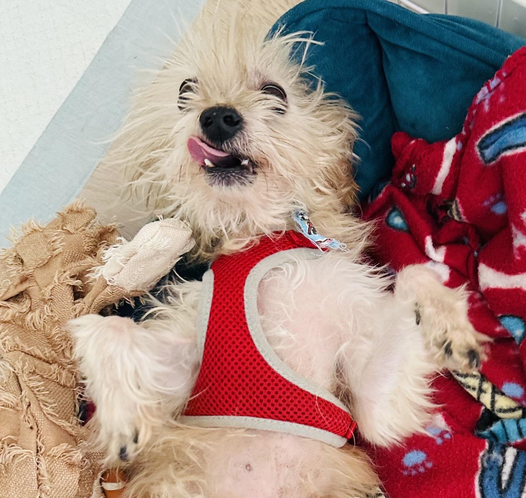 Chip, a Adoptable mixed breed in Los Angeles, CA image 4/6