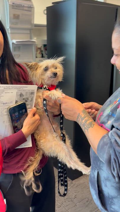 Enlarge Chip, a Adoptable mixed breed in Los Angeles, CA video 6/6