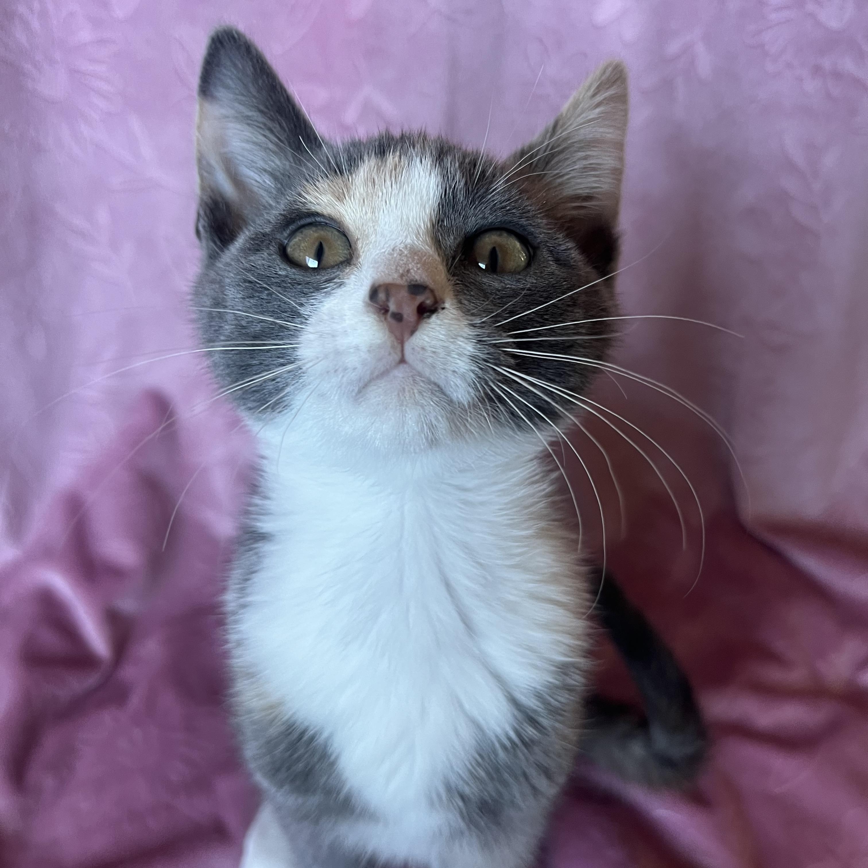 Enlarge Ember, a ADOPTABLE Dilute Calico in Ephrata, WA image 1/1