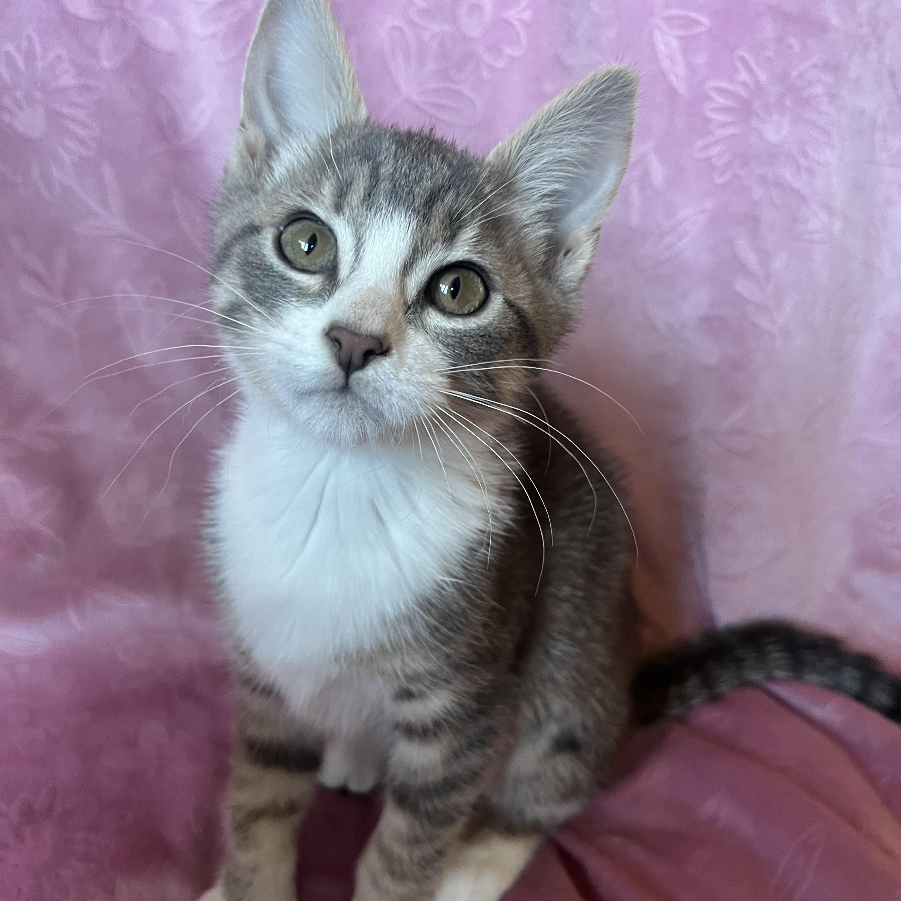 Ember, ADOPTABLE, Kitten Female Dilute Calico.