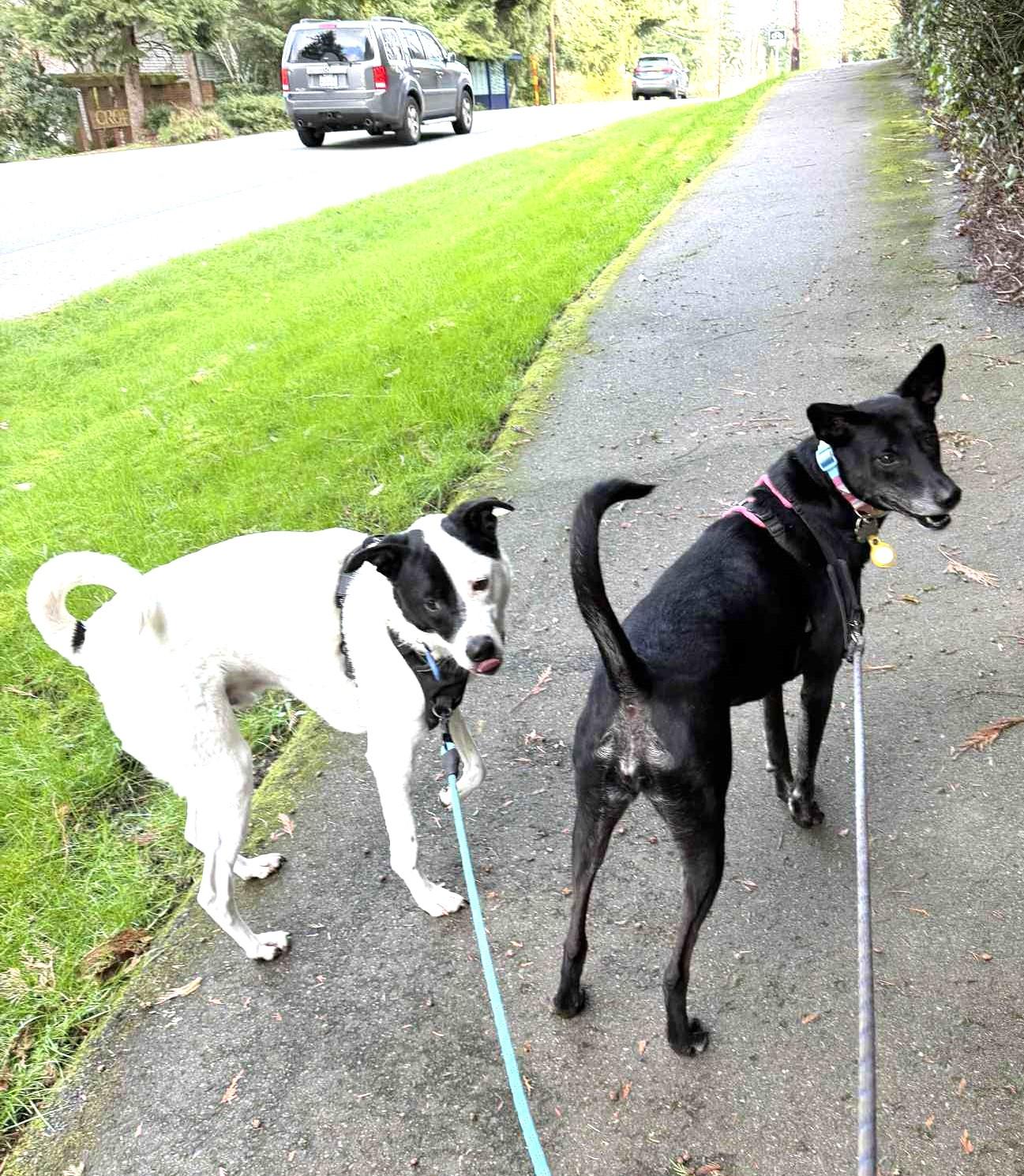 Enlarge Bella, a ADOPTABLE mixed breed in South San Francisco, CA image 4/6