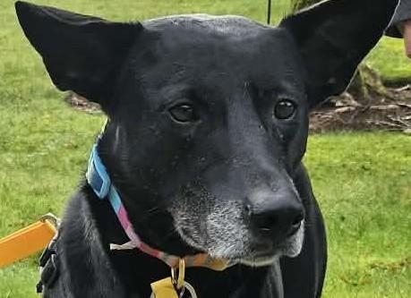 Enlarge Bella, a ADOPTABLE mixed breed in South San Francisco, CA image 1/6