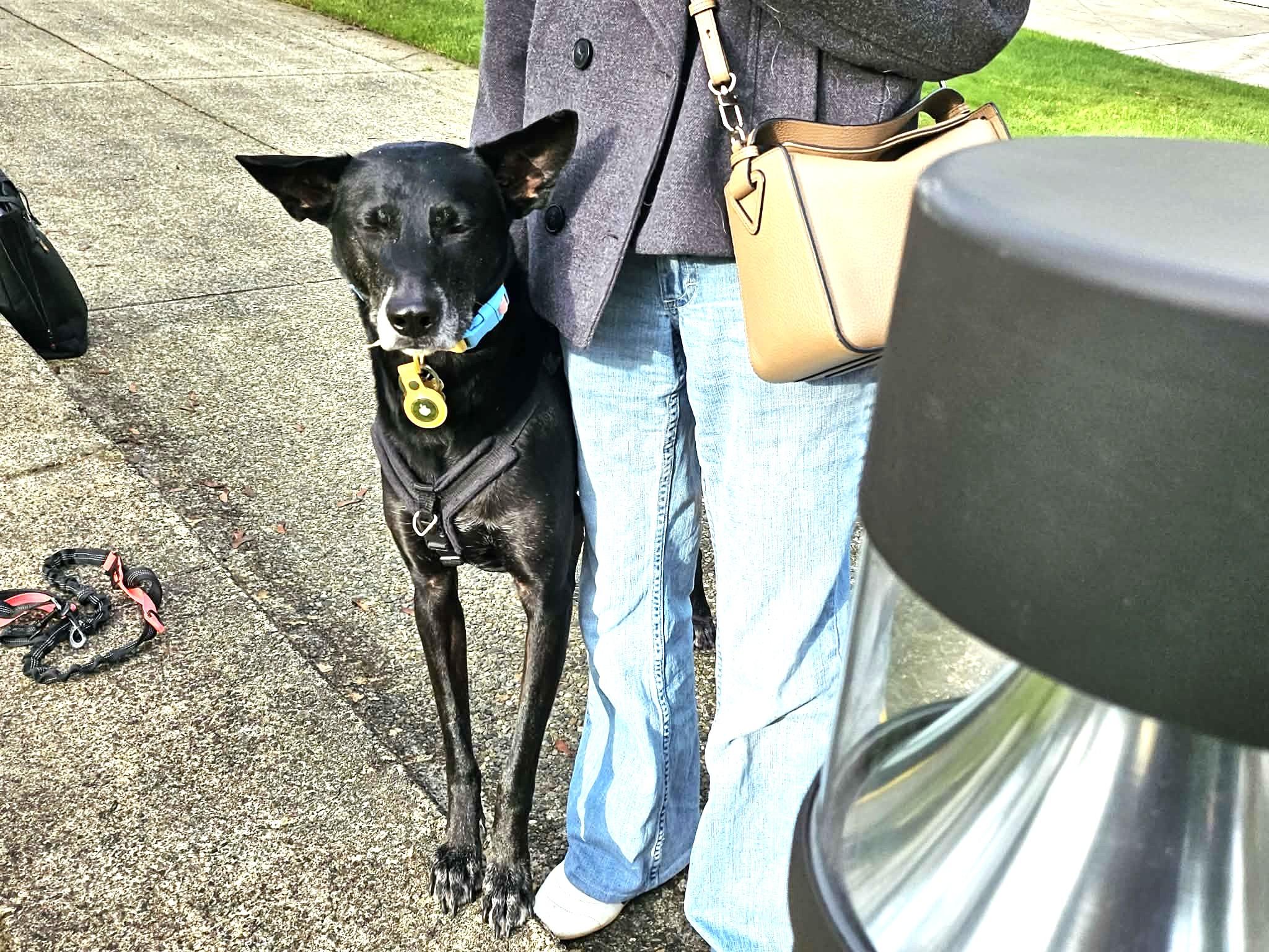 Enlarge Bella, a ADOPTABLE mixed breed in South San Francisco, CA image 2/6