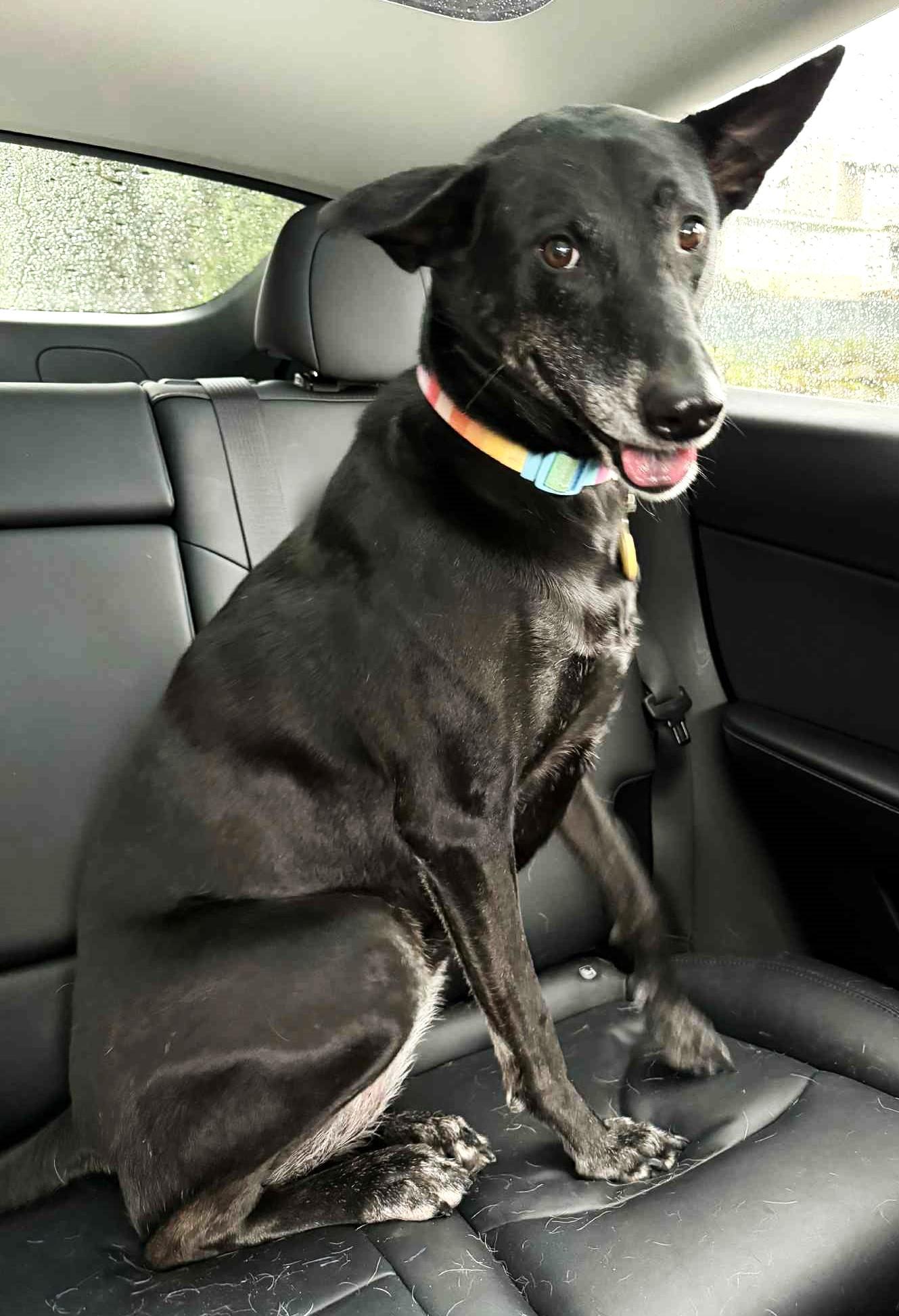 Enlarge Bella, a ADOPTABLE mixed breed in South San Francisco, CA image 3/6