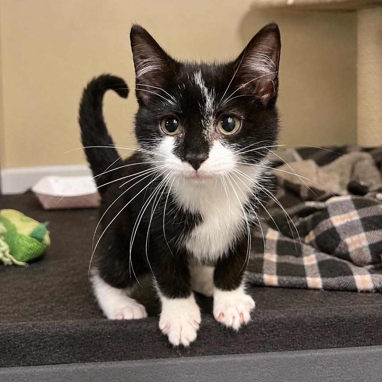 Adeline, Adopted, Kitten Female Tuxedo.