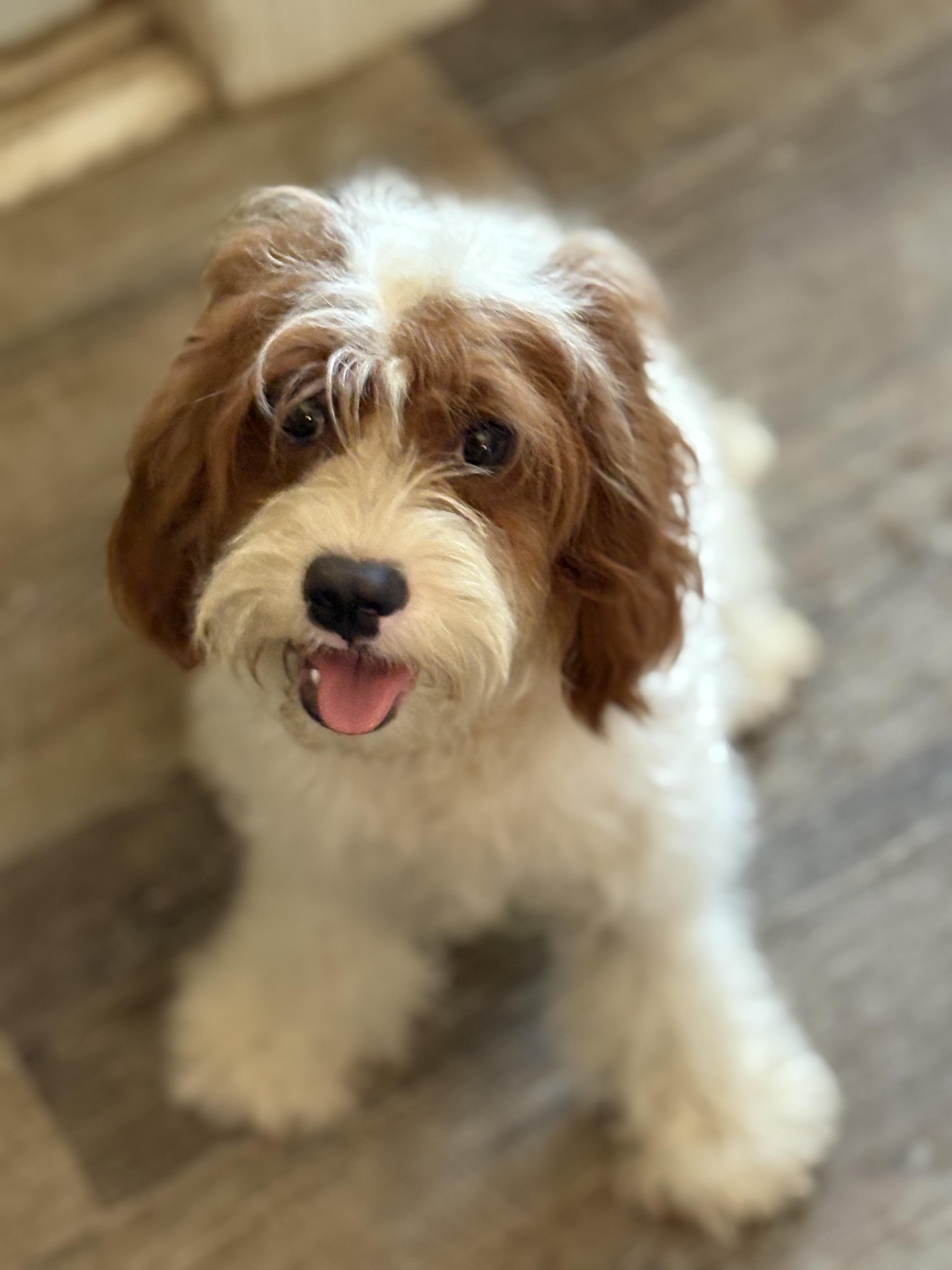 Corduroy Bear, Adopted, Young Male Miniature Poodle & Cavalier King Charles Spaniel.