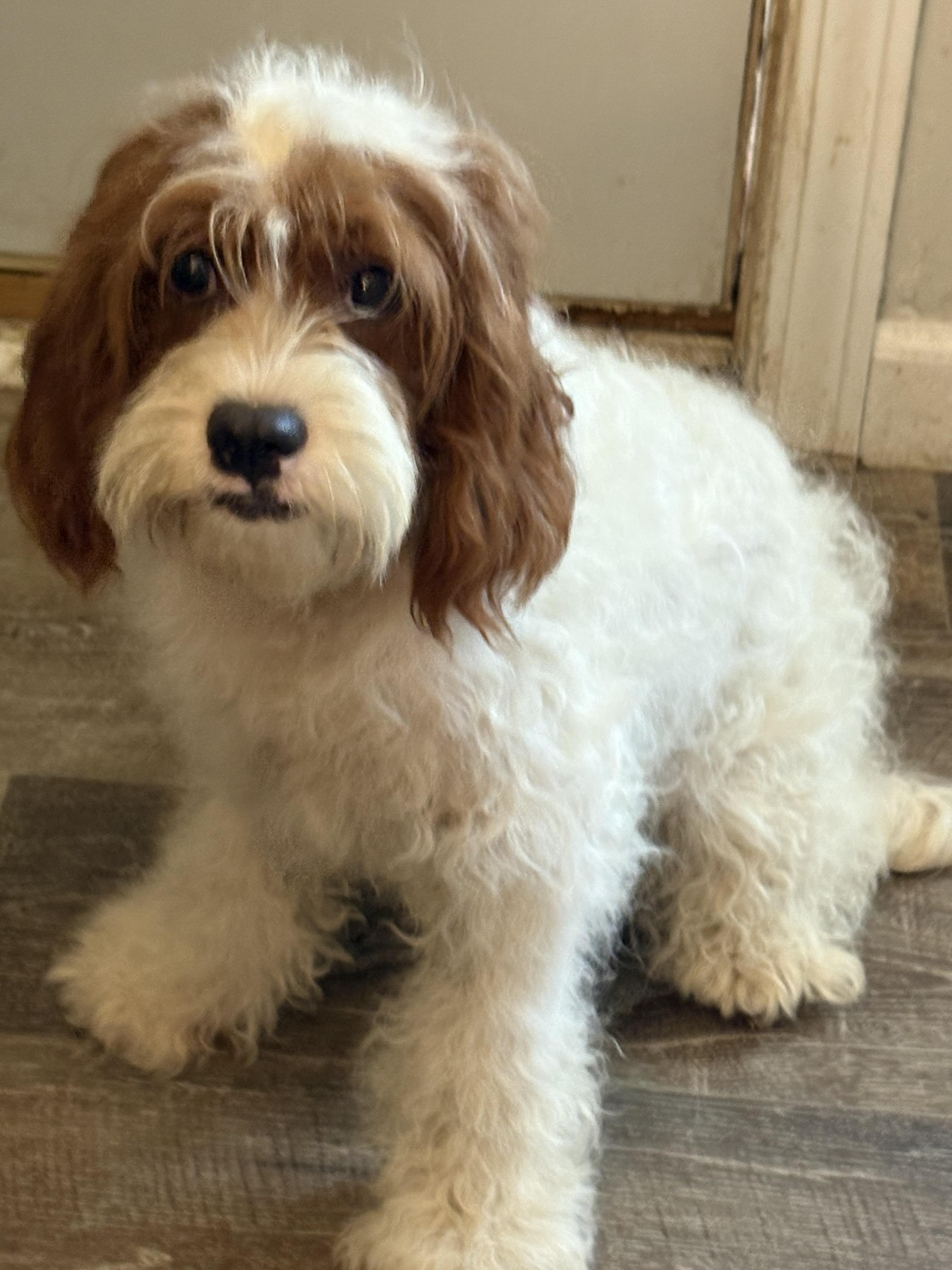 Enlarge Corduroy Bear, a Adopted mixed breed in Peebles, OH image 3/5