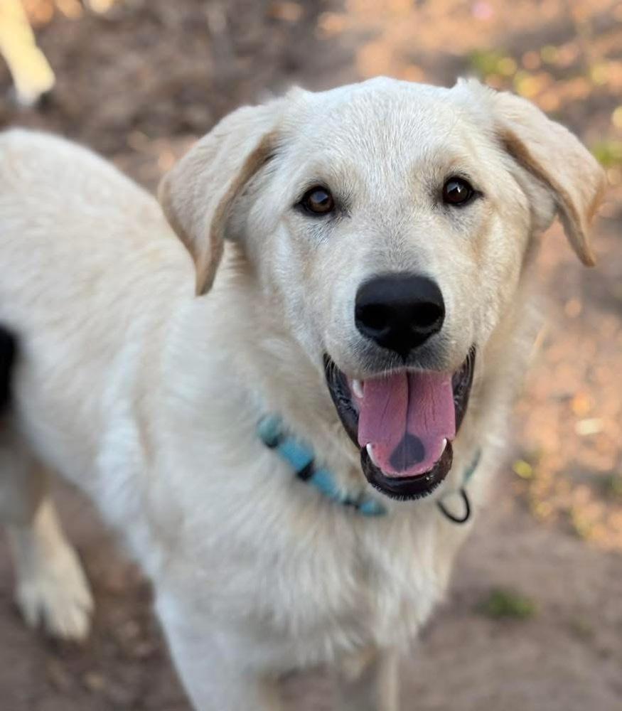 Fiber, Adopted, Young Male Labrador Retriever & Mixed Breed.
