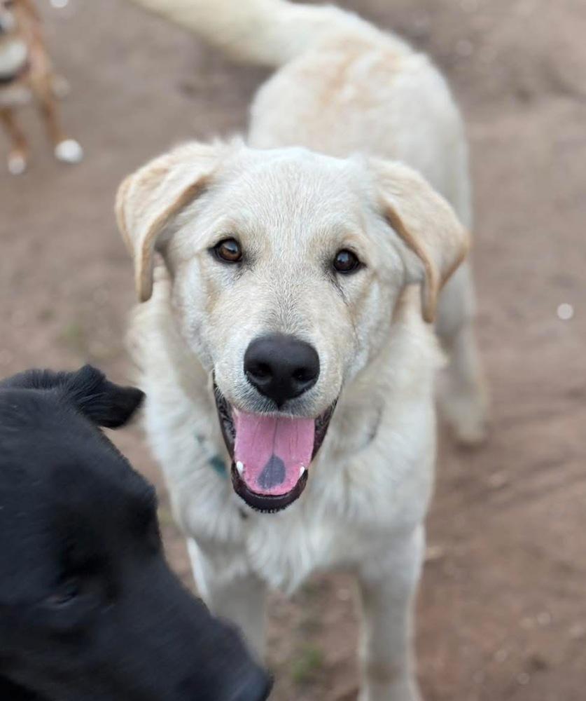 Fiber, a Adopted mixed breed in Brookshire, TX image 2/6
