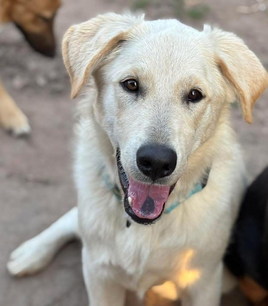 Fiber, a Adopted mixed breed in Brookshire, TX image 3/6