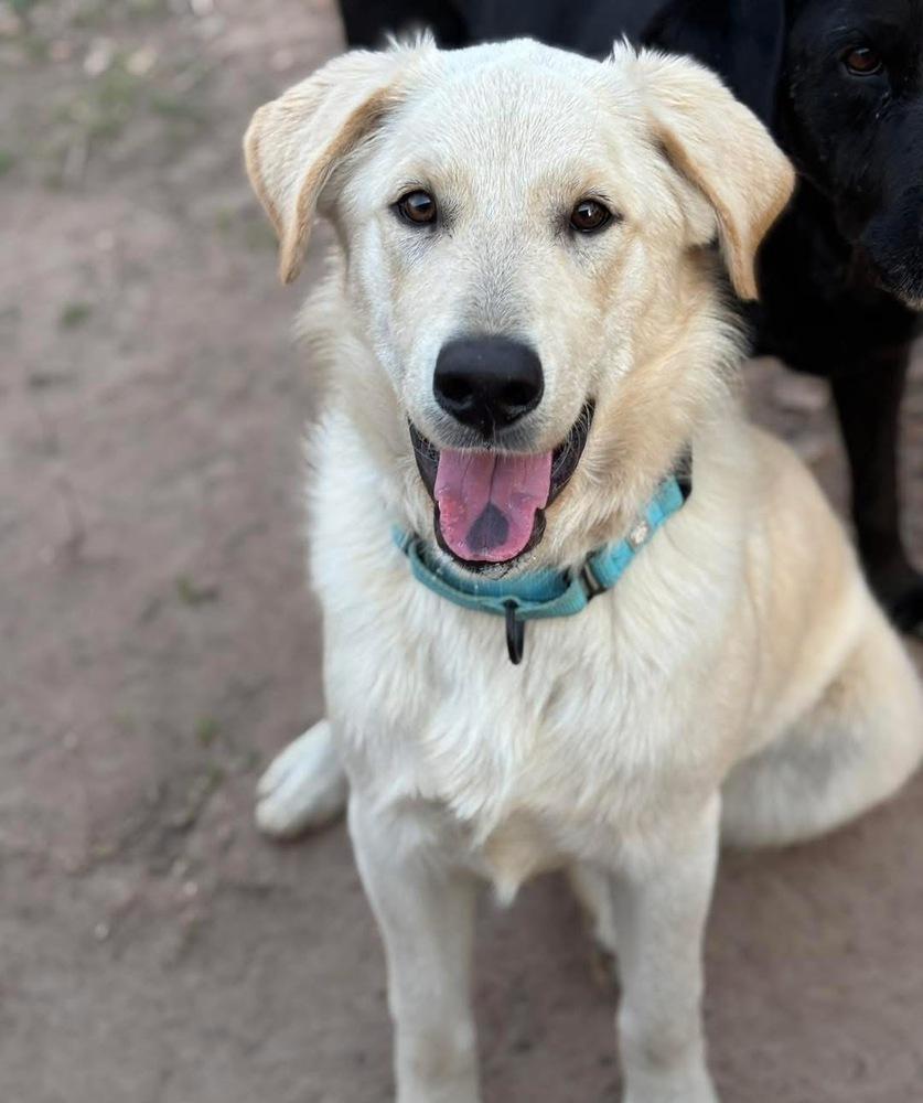 Fiber, a Adopted mixed breed in Brookshire, TX image 4/6