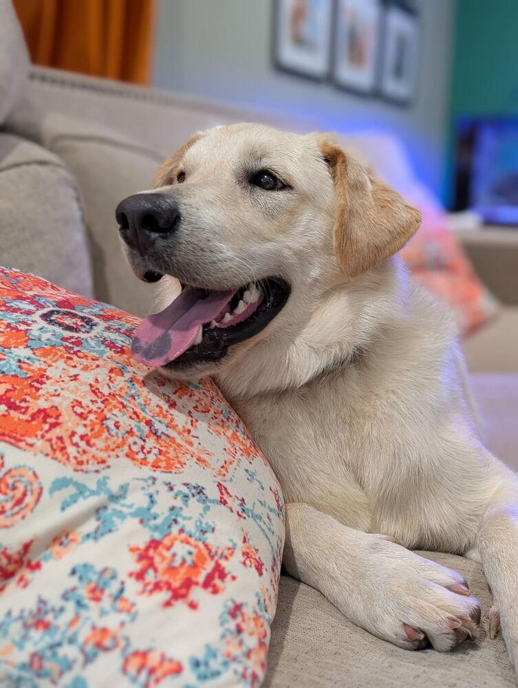 Fiber, a Adopted mixed breed in Brookshire, TX image 5/6