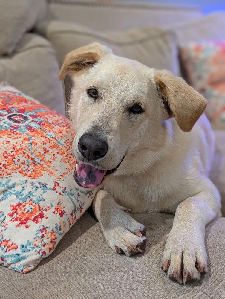 Fiber, a Adopted mixed breed in Brookshire, TX image 6/6
