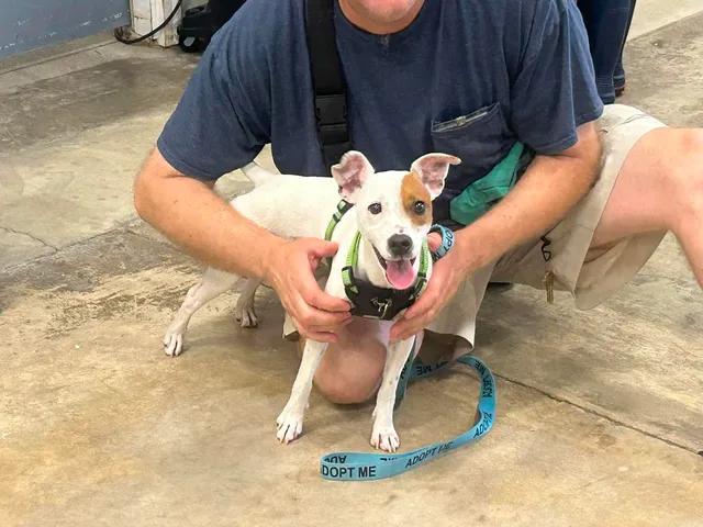 Jackie, adopted, Adult Female Jack Russell Terrier.