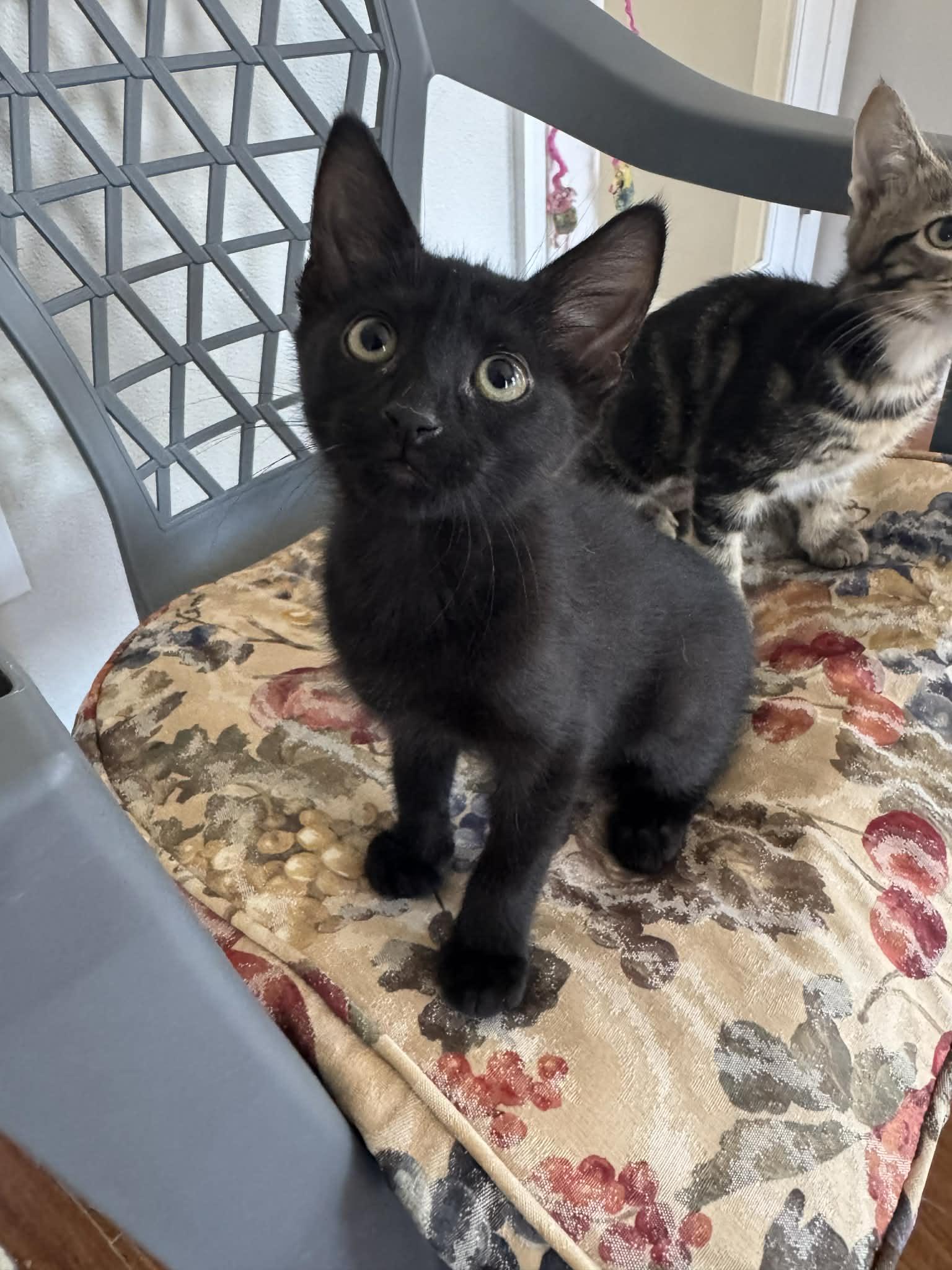 Mira, ADOPTABLE, Kitten Female Domestic Short Hair.