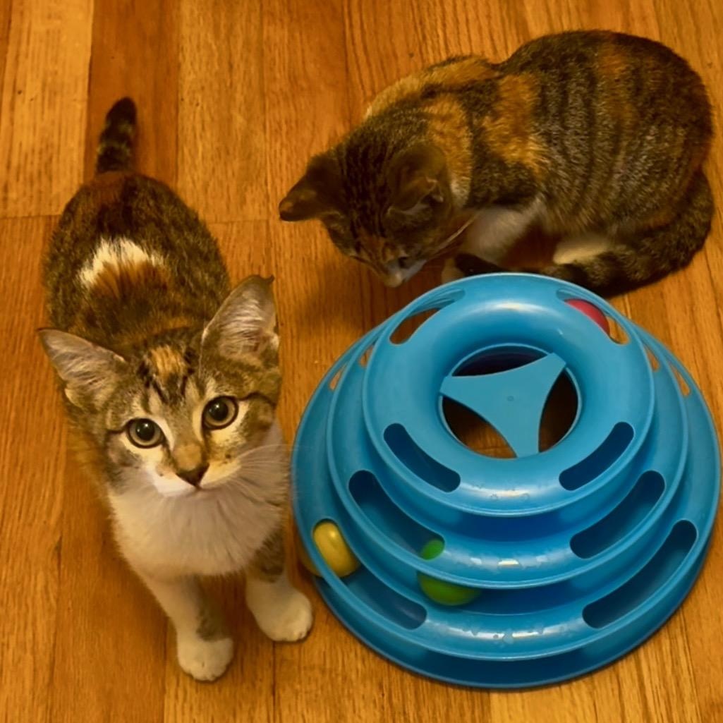 Chobani, a Adoptable mixed breed in Gaffney, SC image 2/2