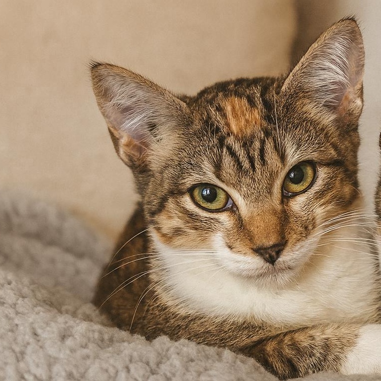 Chobani, a Adoptable mixed breed in Gaffney, SC image 1/2