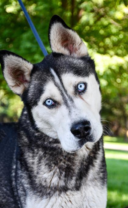 Enlarge Tommy, a Adoptable mixed breed in Yakima, WA image 1/3