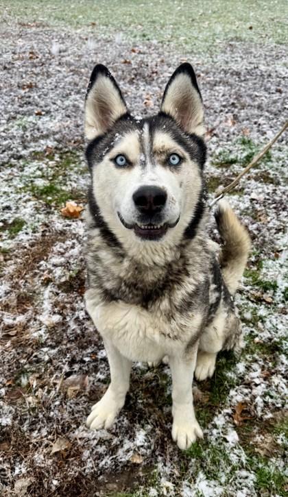 Enlarge Tommy, a Adoptable mixed breed in Yakima, WA image 2/3
