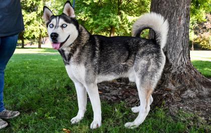 Enlarge Tommy, a Adoptable mixed breed in Yakima, WA image 3/3