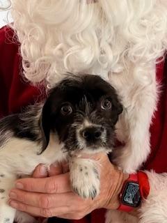 Enlarge Blitzen, a Adoptable mixed breed in Madison Heights, MI image 1/1