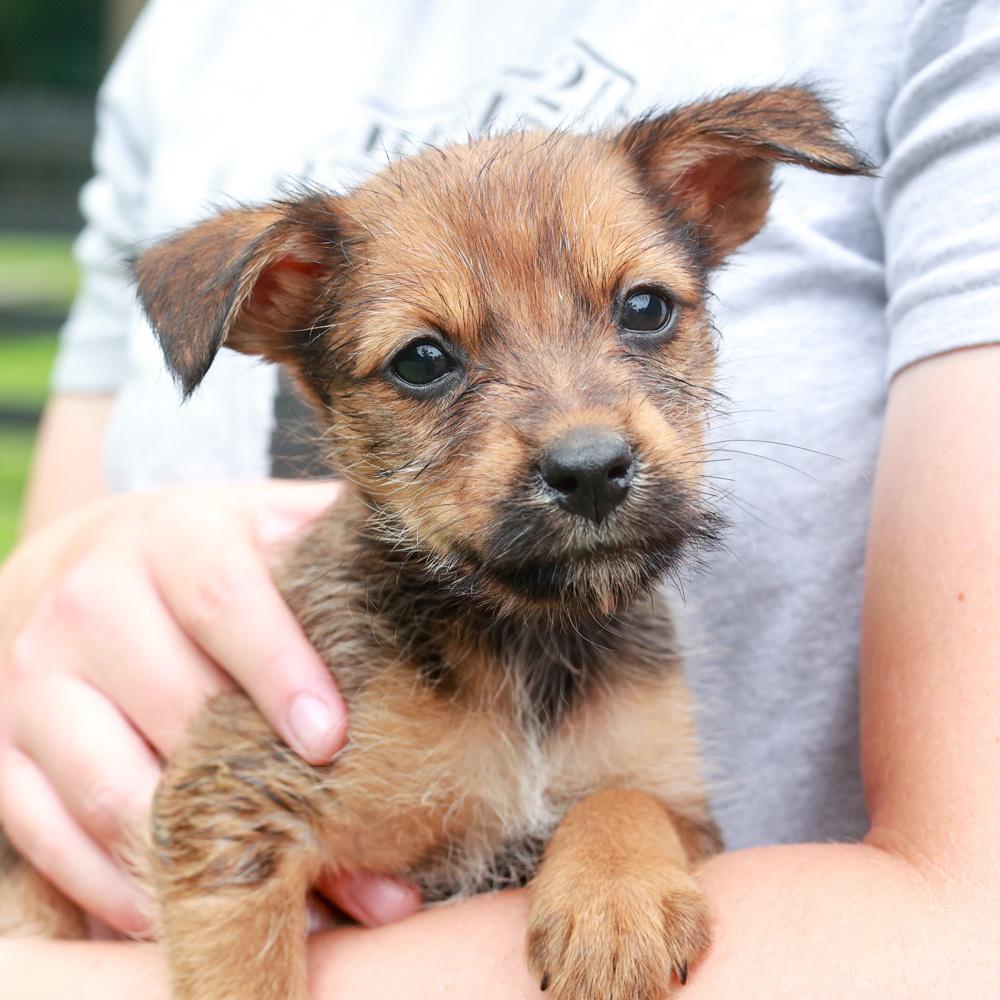 Render (Male) Avail 7/20 This puppy is on hold already spoken for, adopted, Puppy Male Border Terrier.