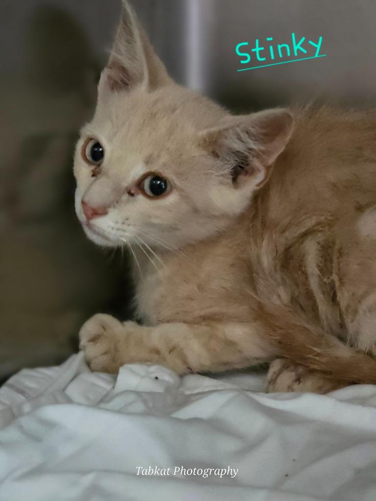 Stinky, Adoptable, Young Male Domestic Short Hair.