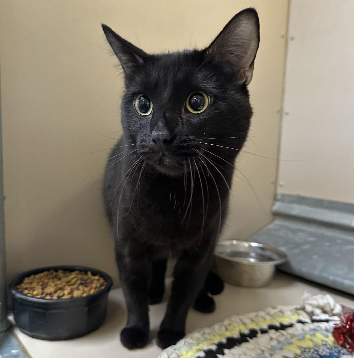 Ramsey - 60085754, adopted, Adult Male Domestic Short Hair.