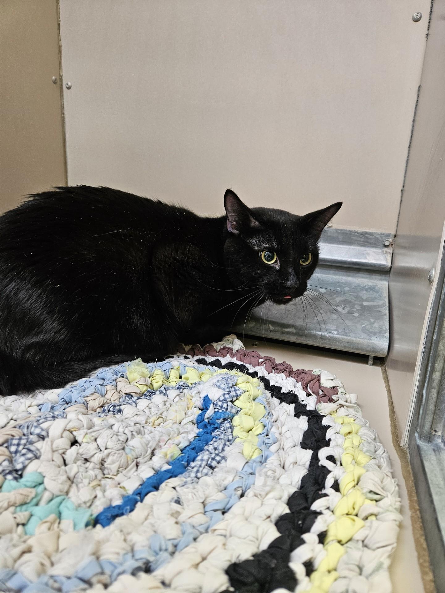 Ramsey - 60085754, ADOPTABLE, Adult Male Domestic Short Hair.