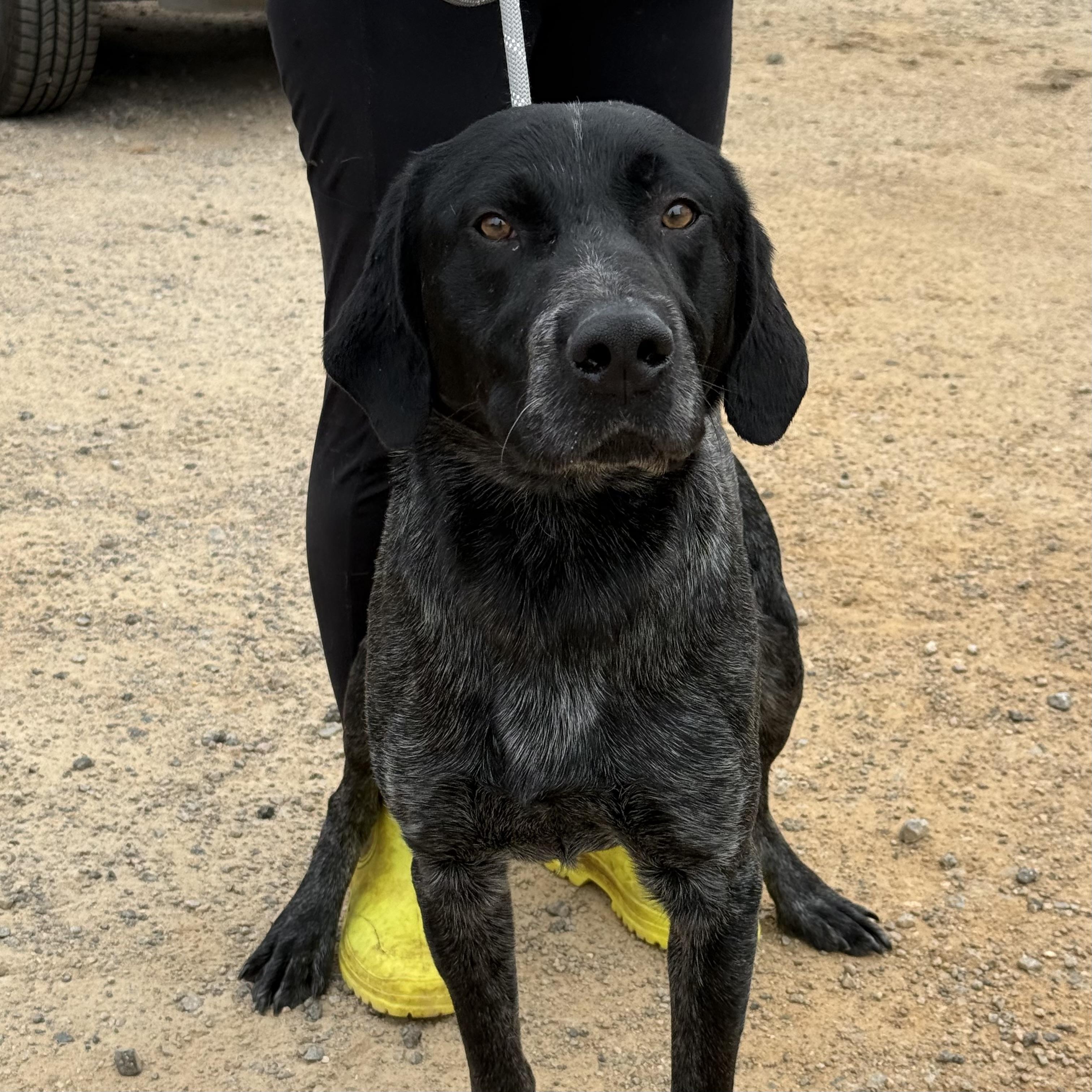 Maverick — thumbnail 3