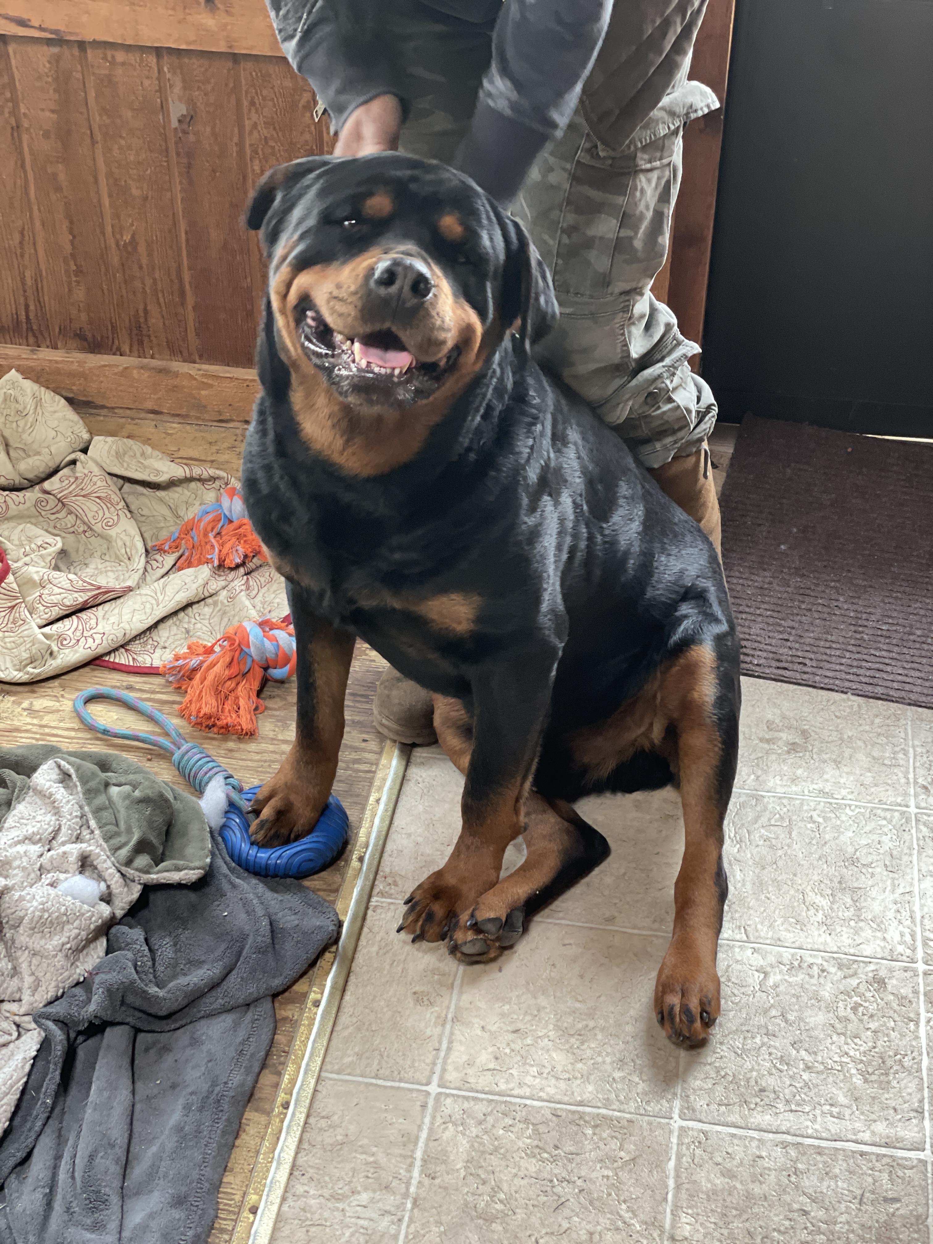 Beau, Adopted, Senior Male Rottweiler.
