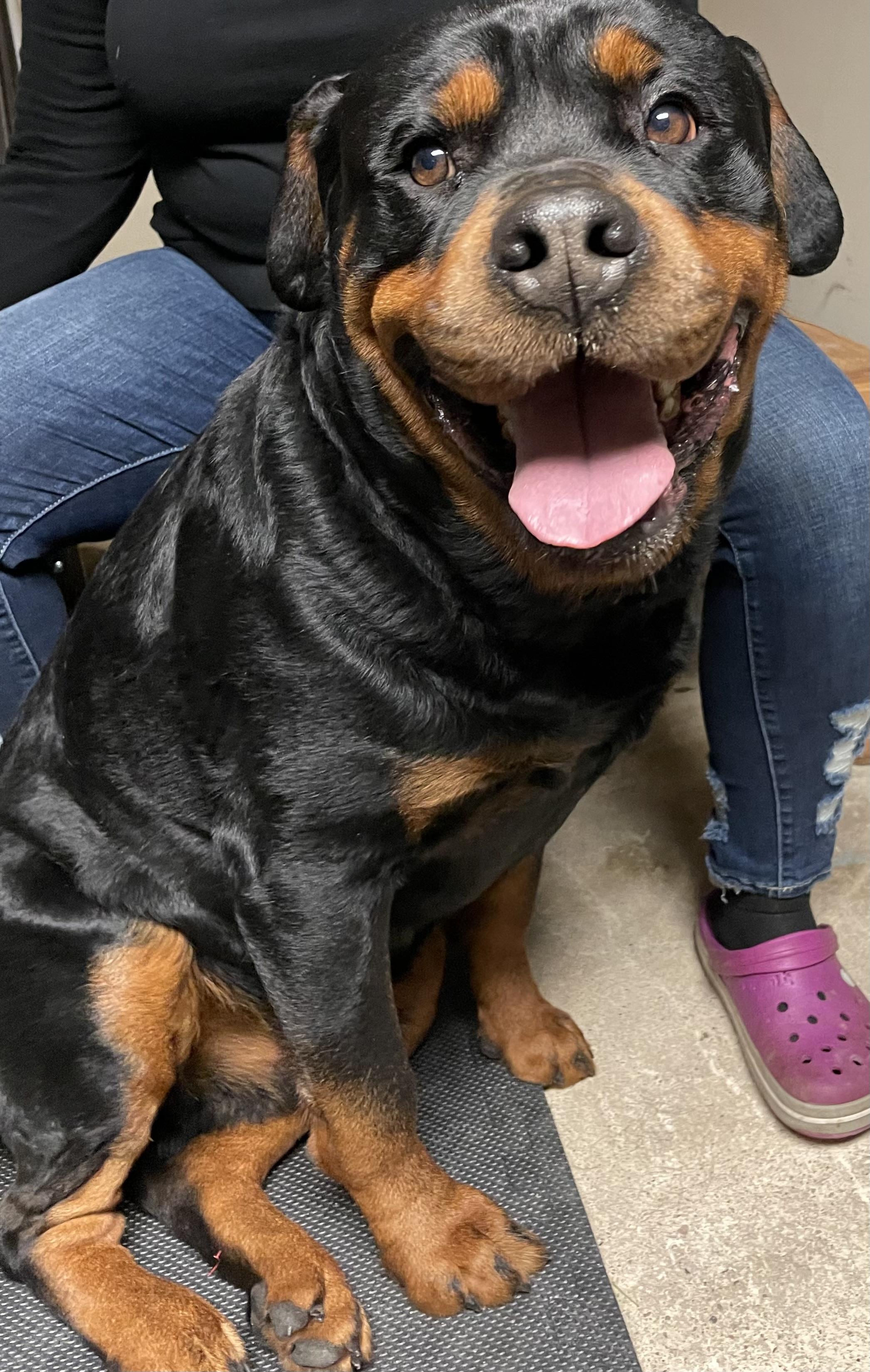 Beau, a Adopted Rottweiler in Cologne, MN image 2/4