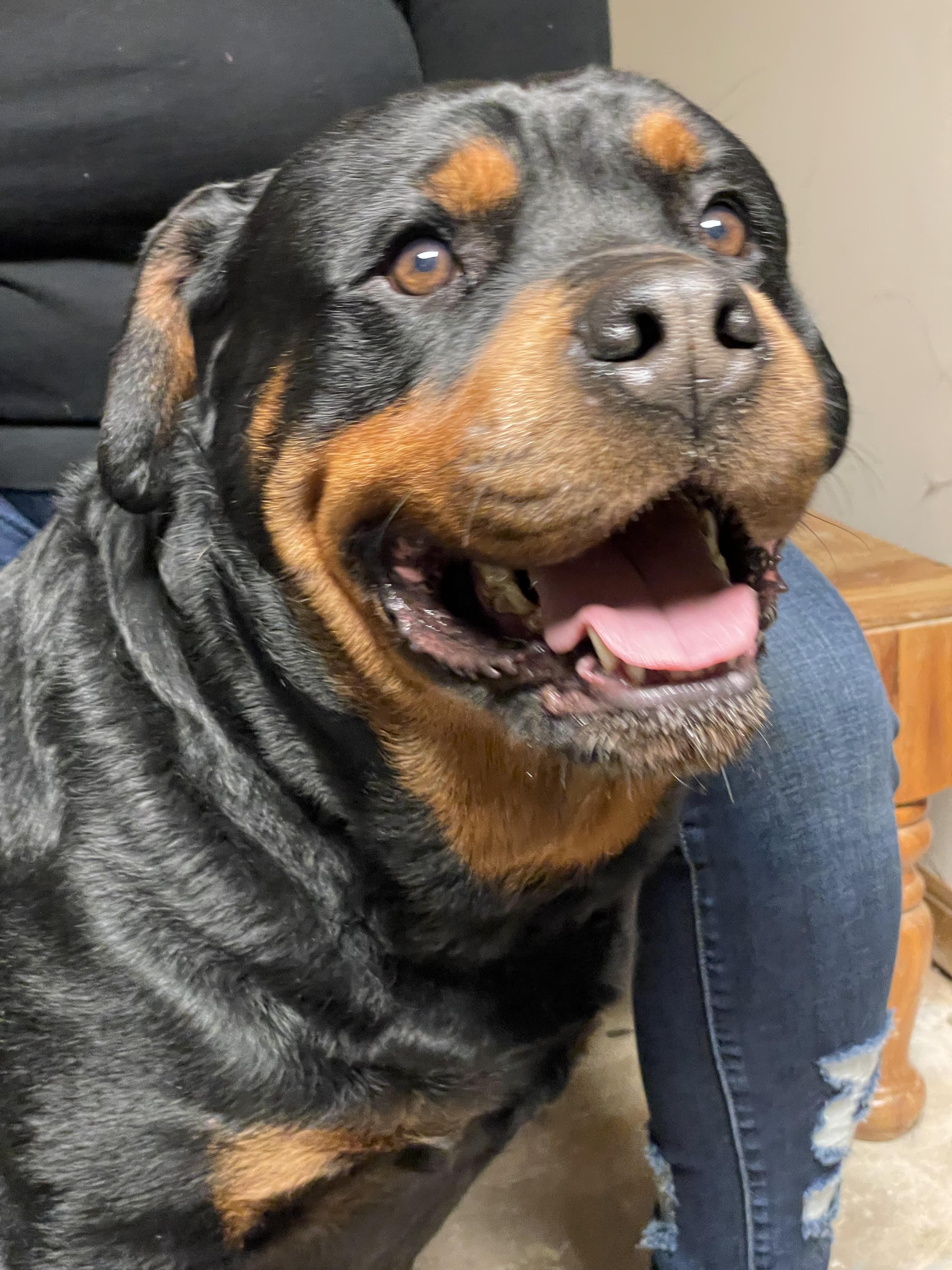 Beau, a Adopted Rottweiler in Cologne, MN image 3/4