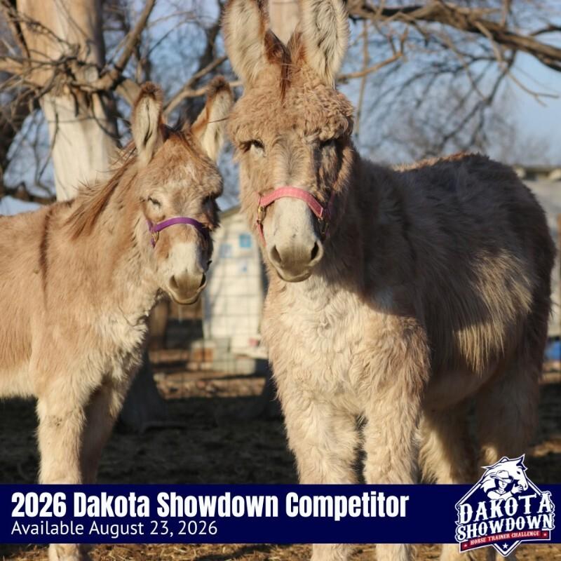 Maysilee, Adoptable, Adult Female Donkey.