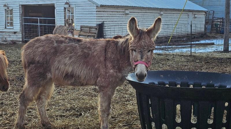 Enlarge Maysilee, a Adoptable Donkey in Scotland, SD image 1/1