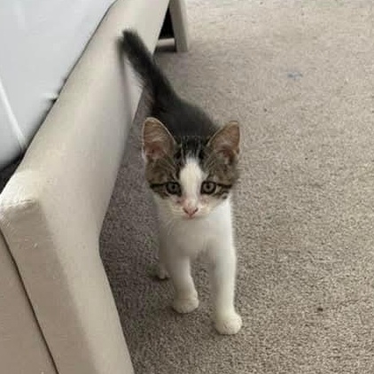 Skye, Baby Female unknown