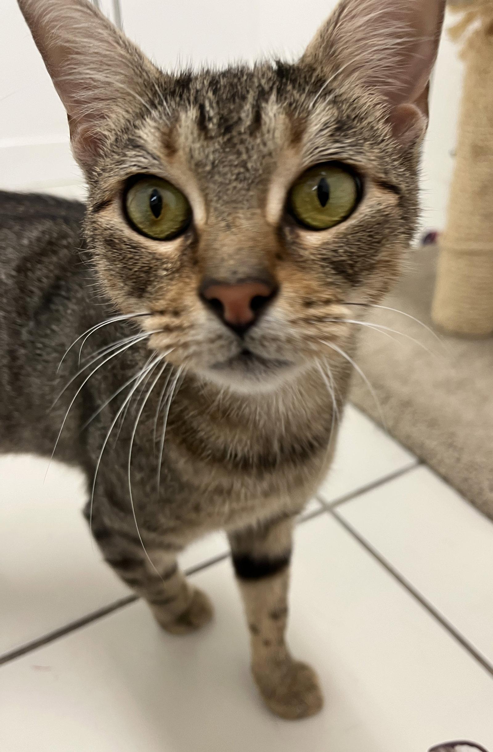 Merida, Adopted, Adult Female Domestic Short Hair.