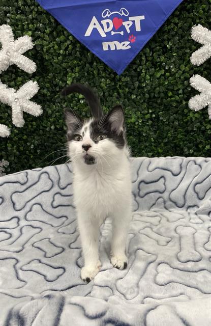 KISSES, Adoptable, Kitten Female Domestic Short Hair.