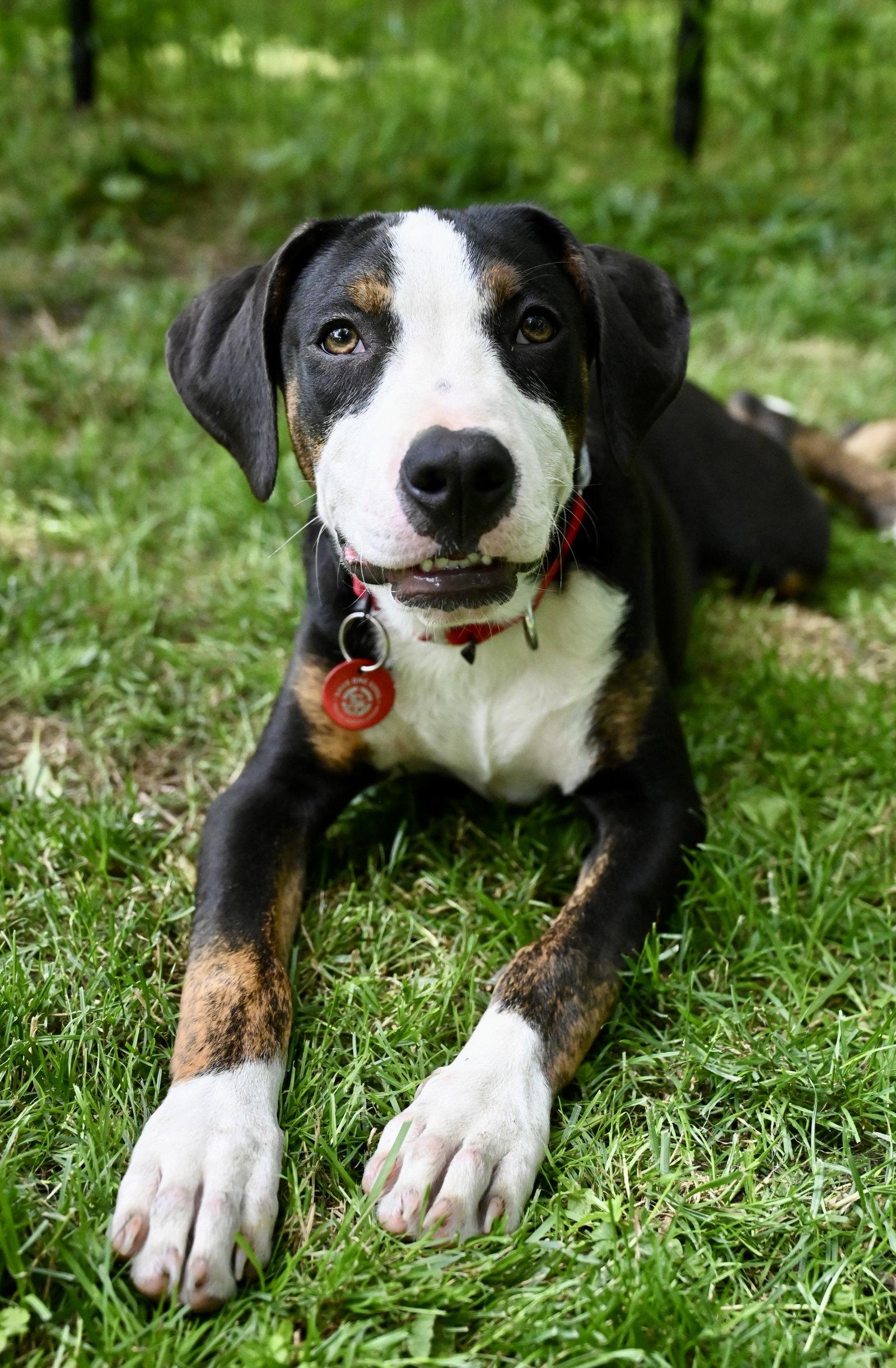 Mr Lincoln Rose *LOCAL*, Adoptable, Puppy Male Hound.
