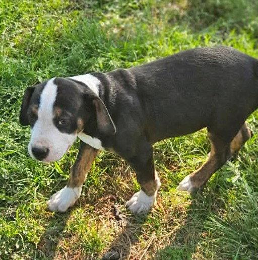 Enlarge Mr Lincoln Rose, a Adoptable Hound in Wakefield, RI image 2/3