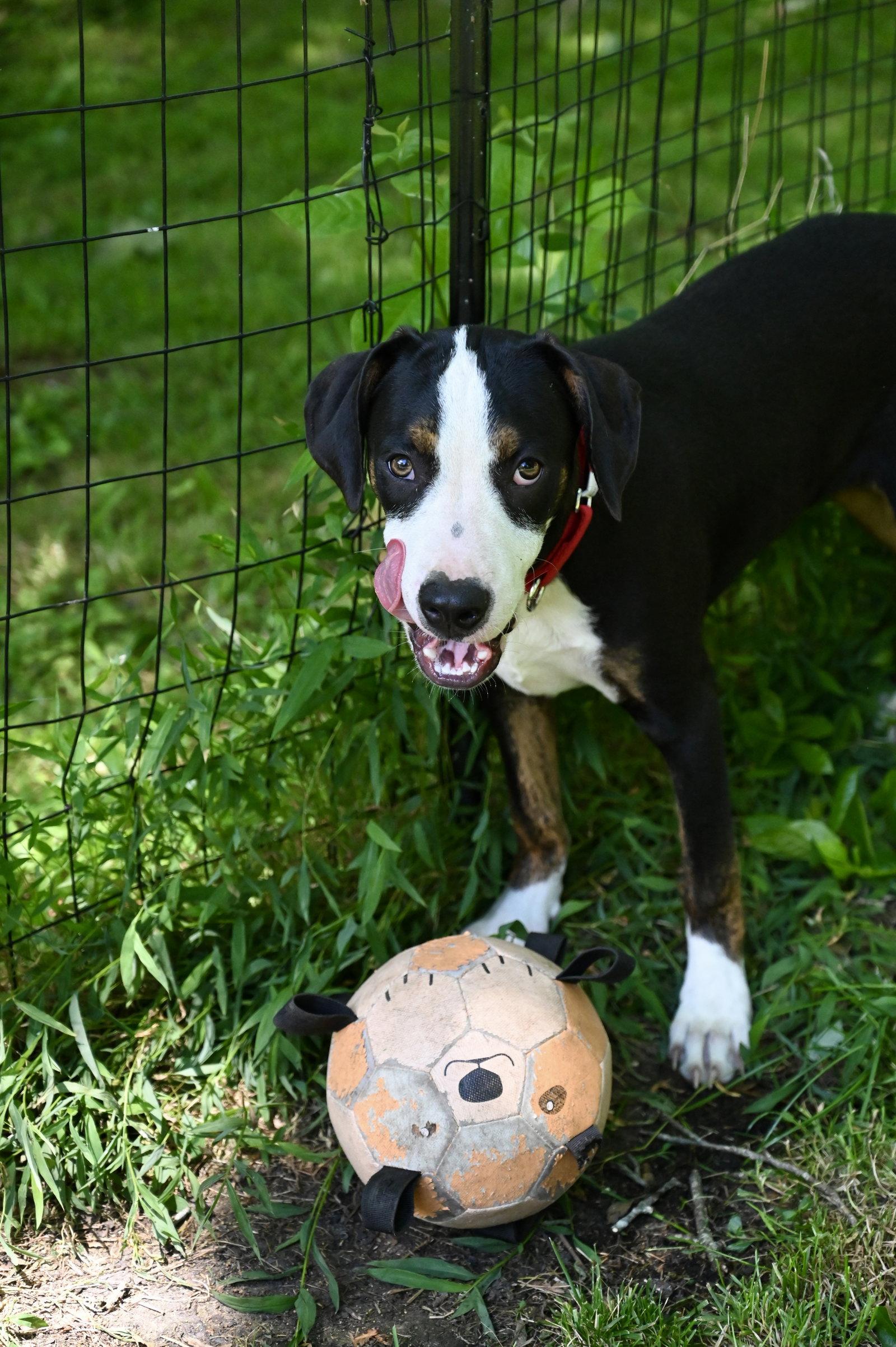 Enlarge Mr Lincoln Rose *LOCAL*, a Adoptable Hound in Wakefield, RI image 2/3