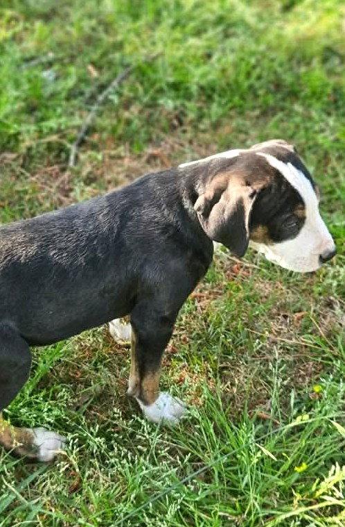 Mr Lincoln Rose, Adoptable, Puppy Male Hound.